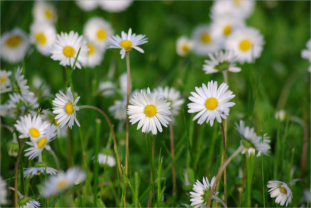 Милые Дамы с 8 Марта!