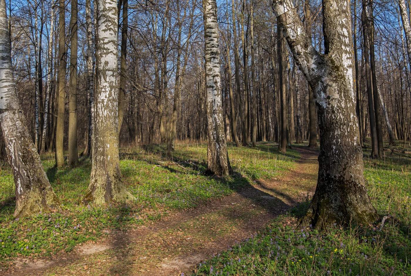 Весенний лес