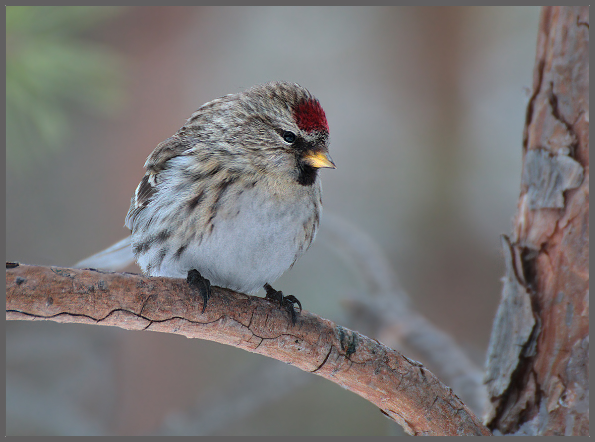 Красная Шапочка