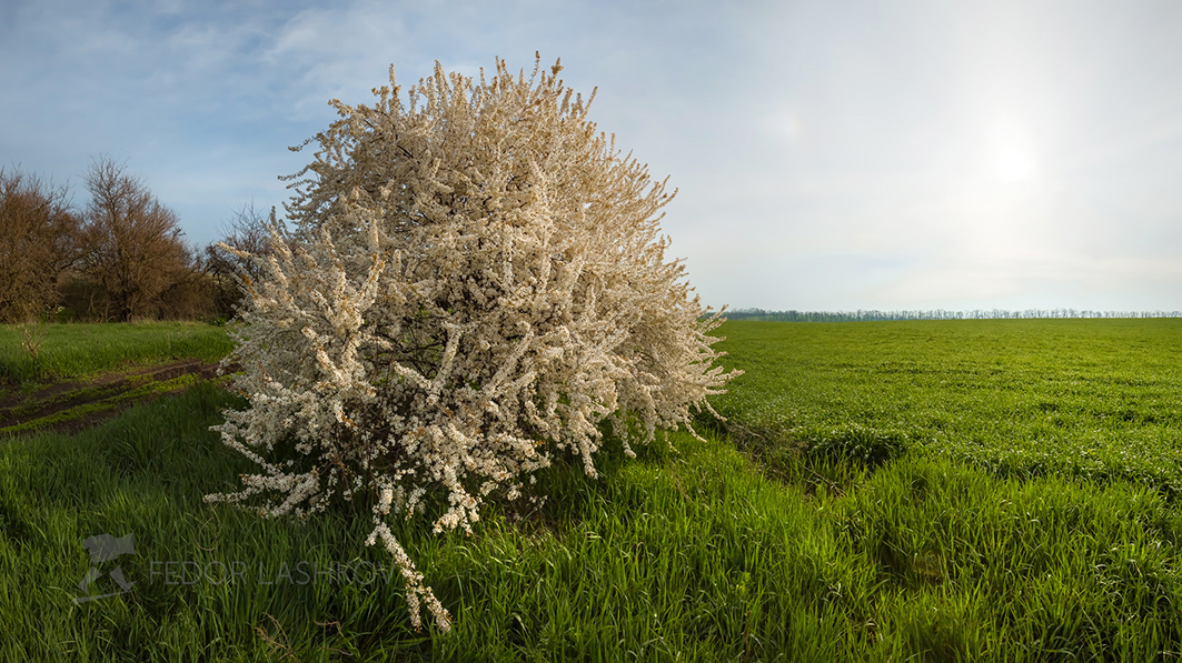 Белая невеста