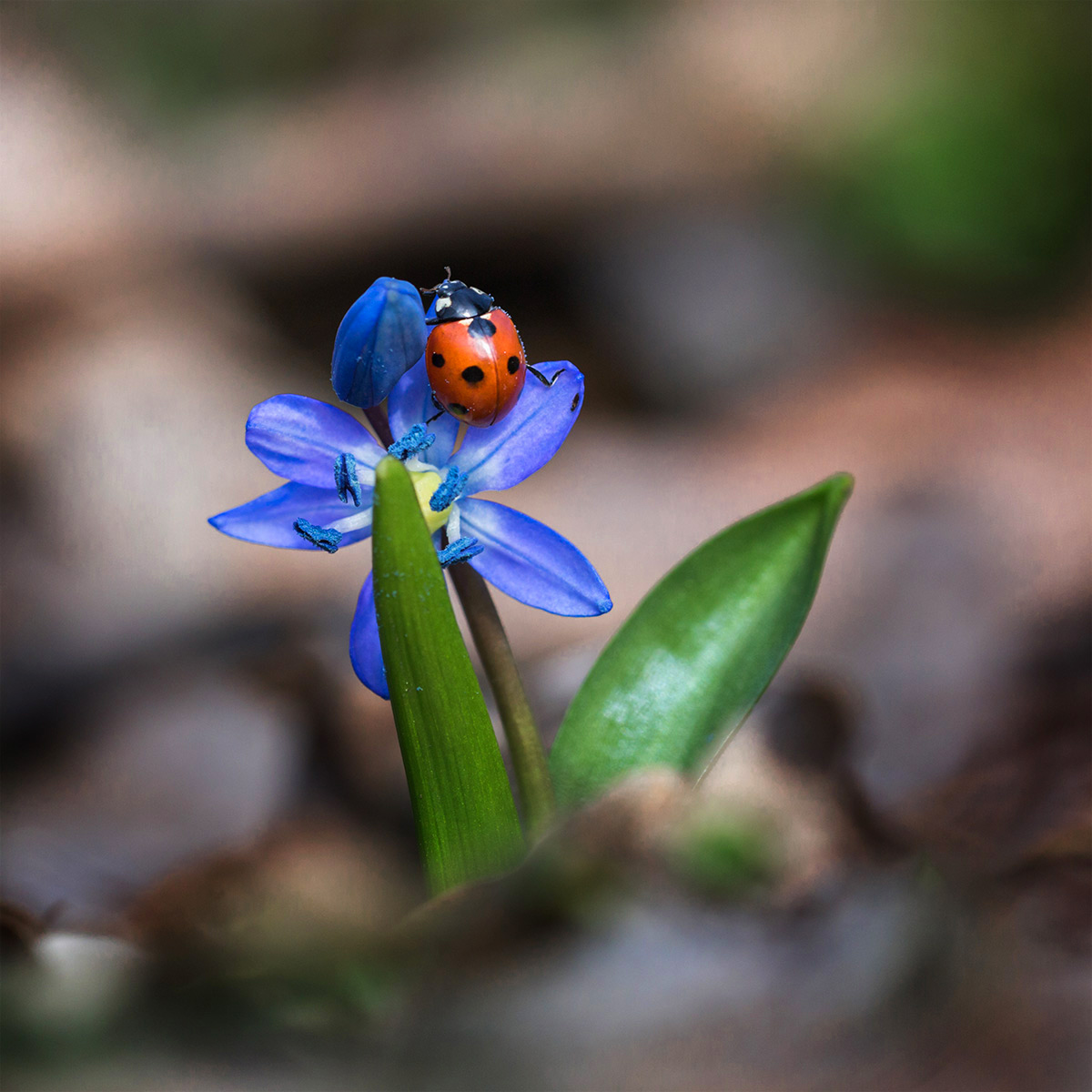 Яркие краски марта