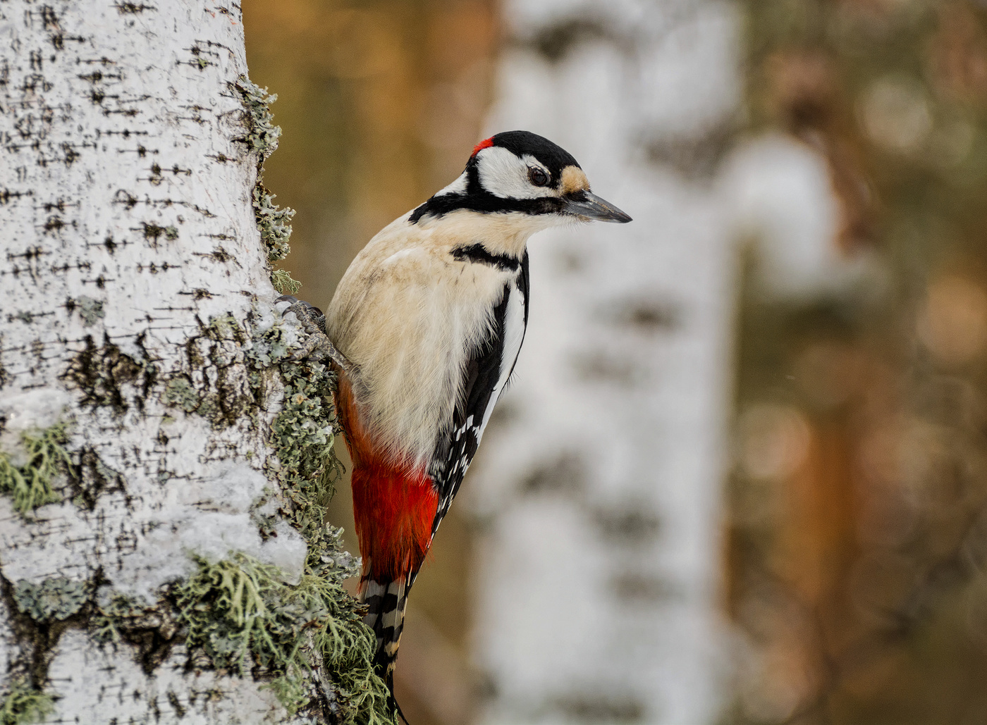 Большой пёстрый дятел..