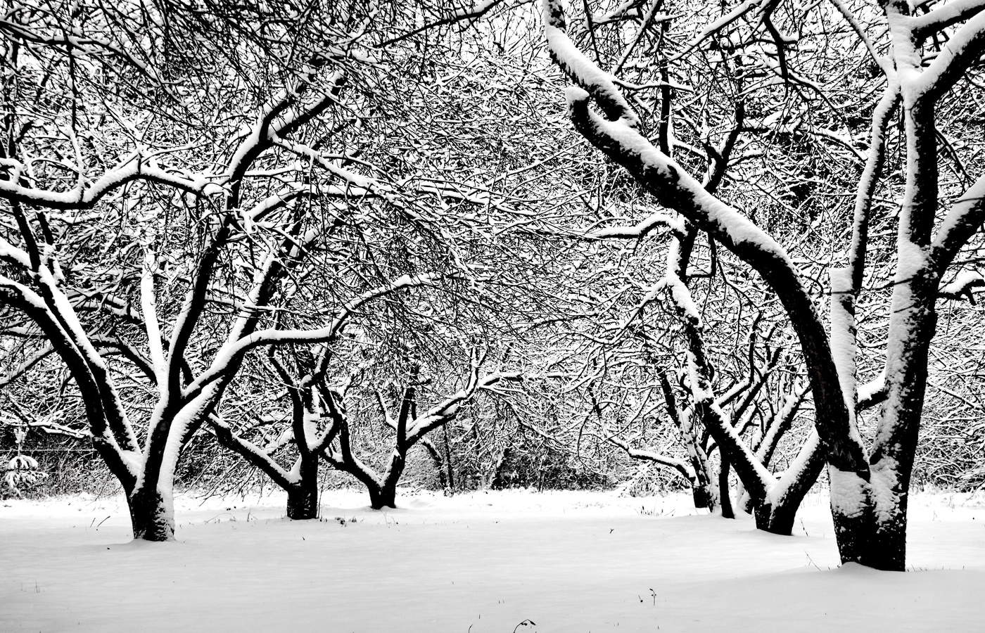 штрихи зимы