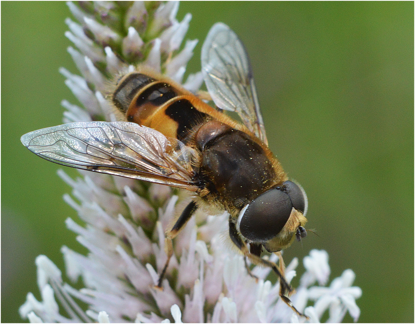 Когда цветет подорожник.