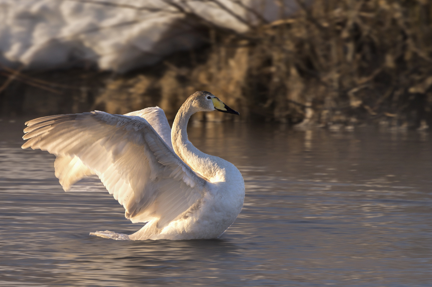 перед большим перелётом