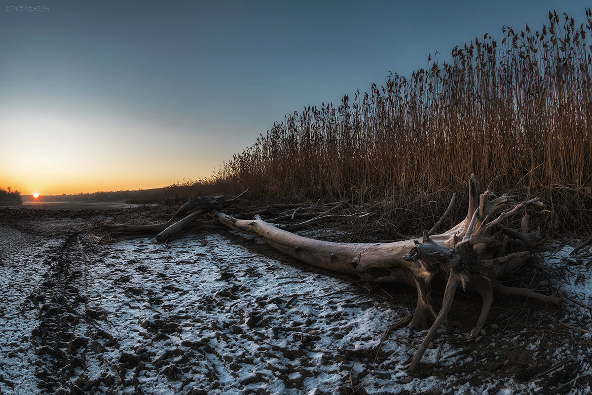 Новое утро старой коряги