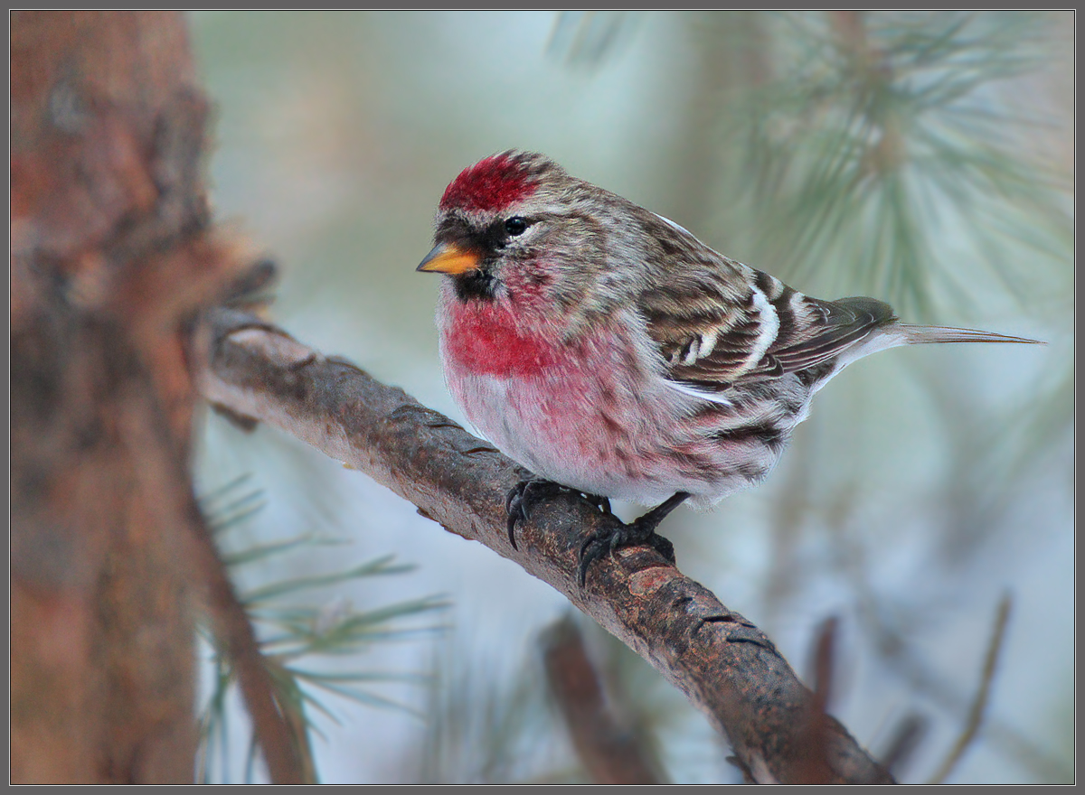 Жених Красной Шапочки