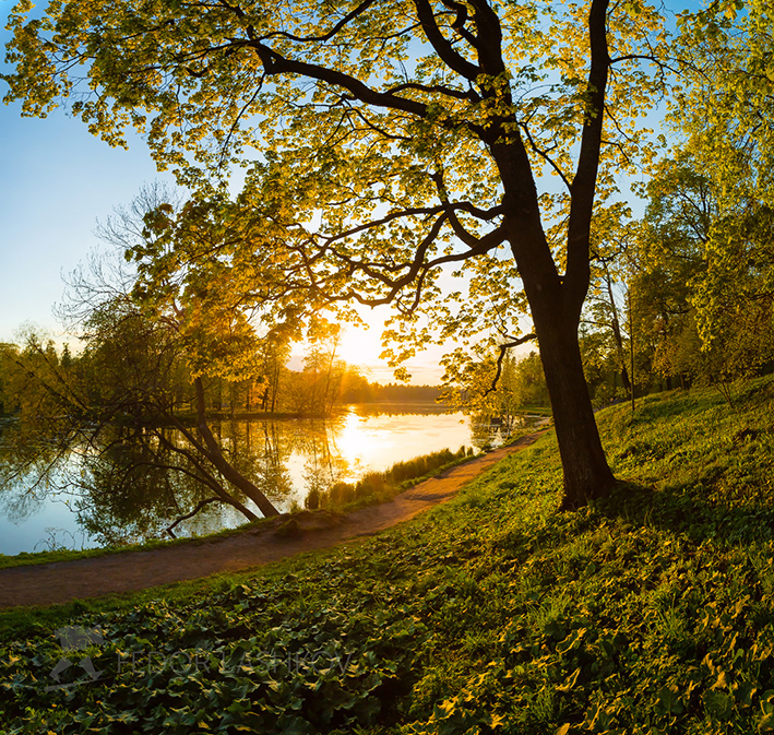 Весенняя листва