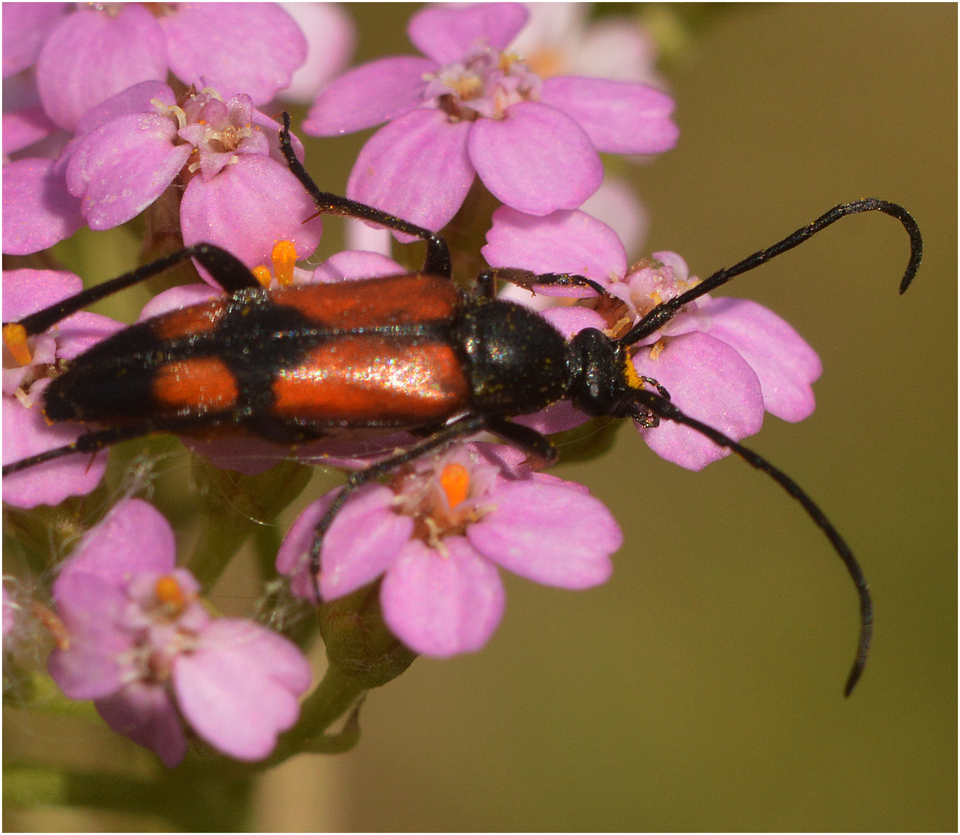 Гламурный цвет.