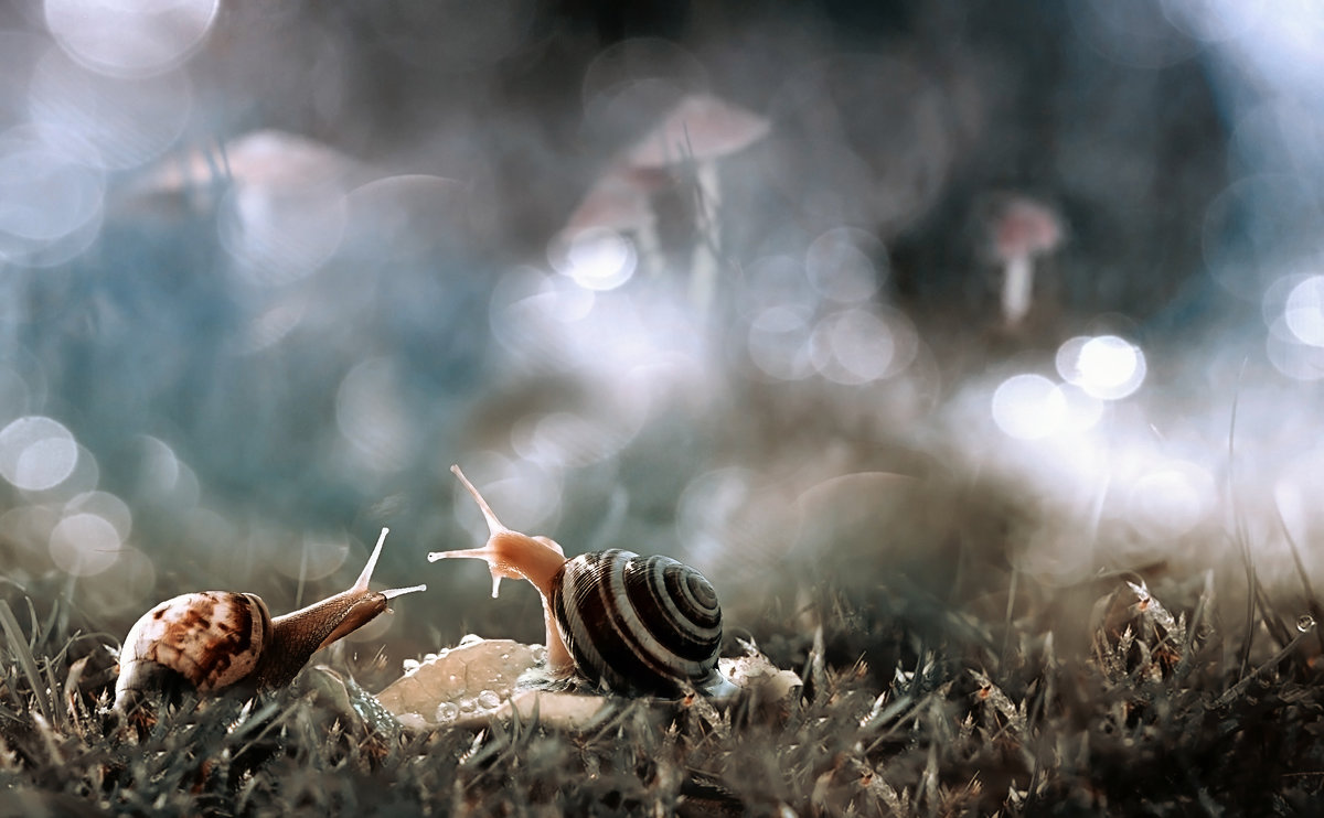 -От съедобных грибов конечно не отравишься, но с другой стороны с ними и по душам не поговоришь.