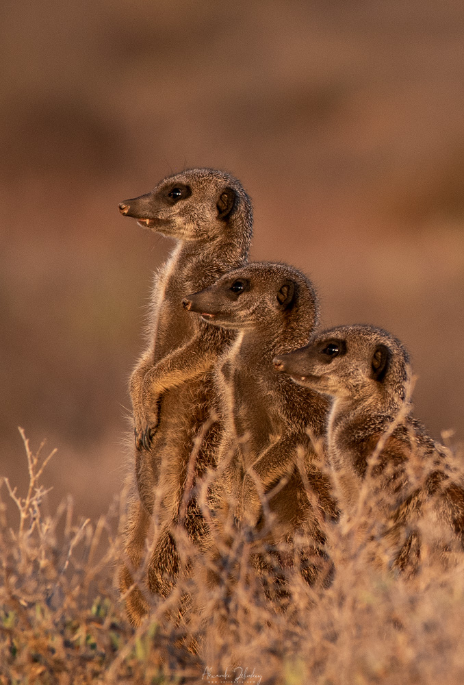 Заре навстречу