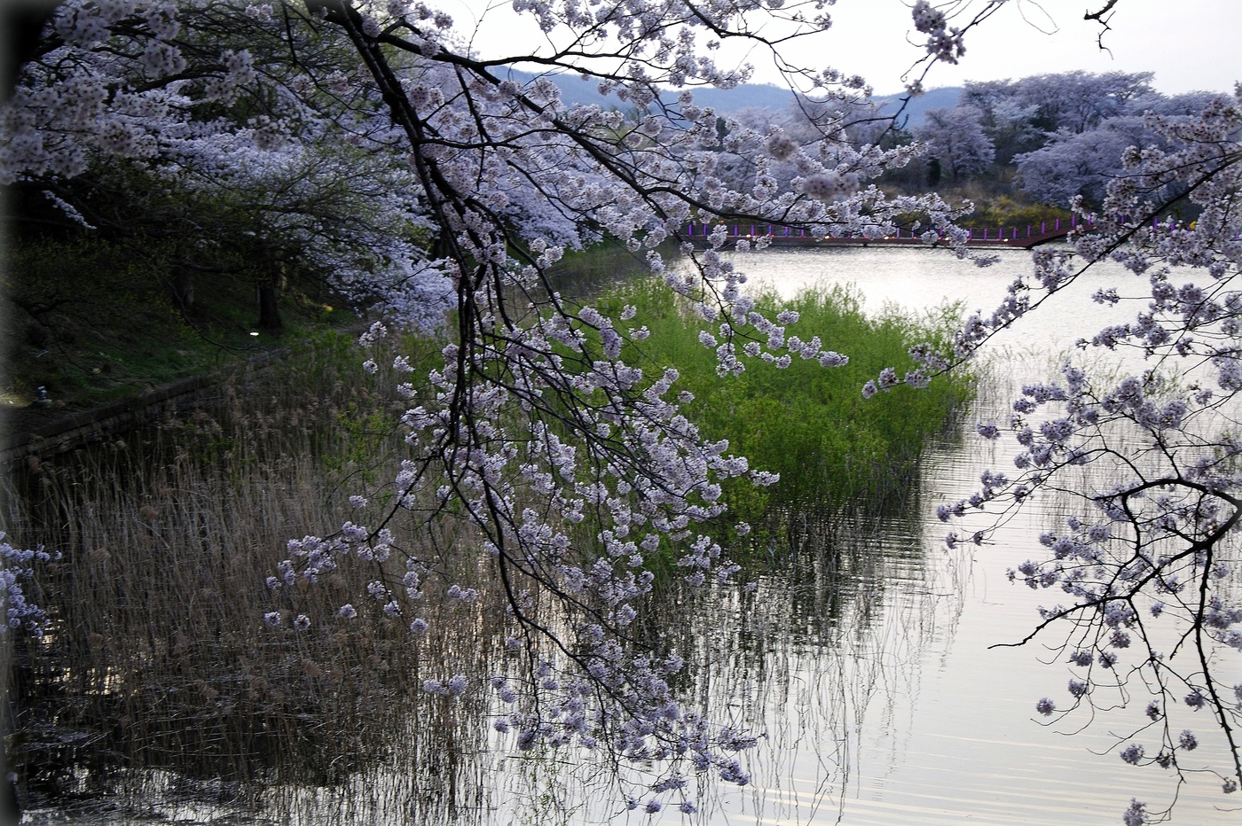 Цветущей вишни запах нежный...