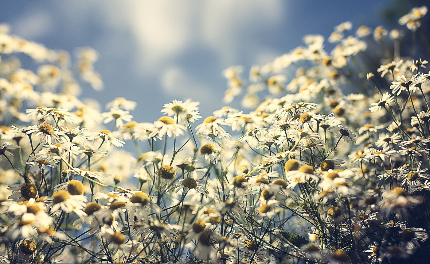 Ванильное лето...