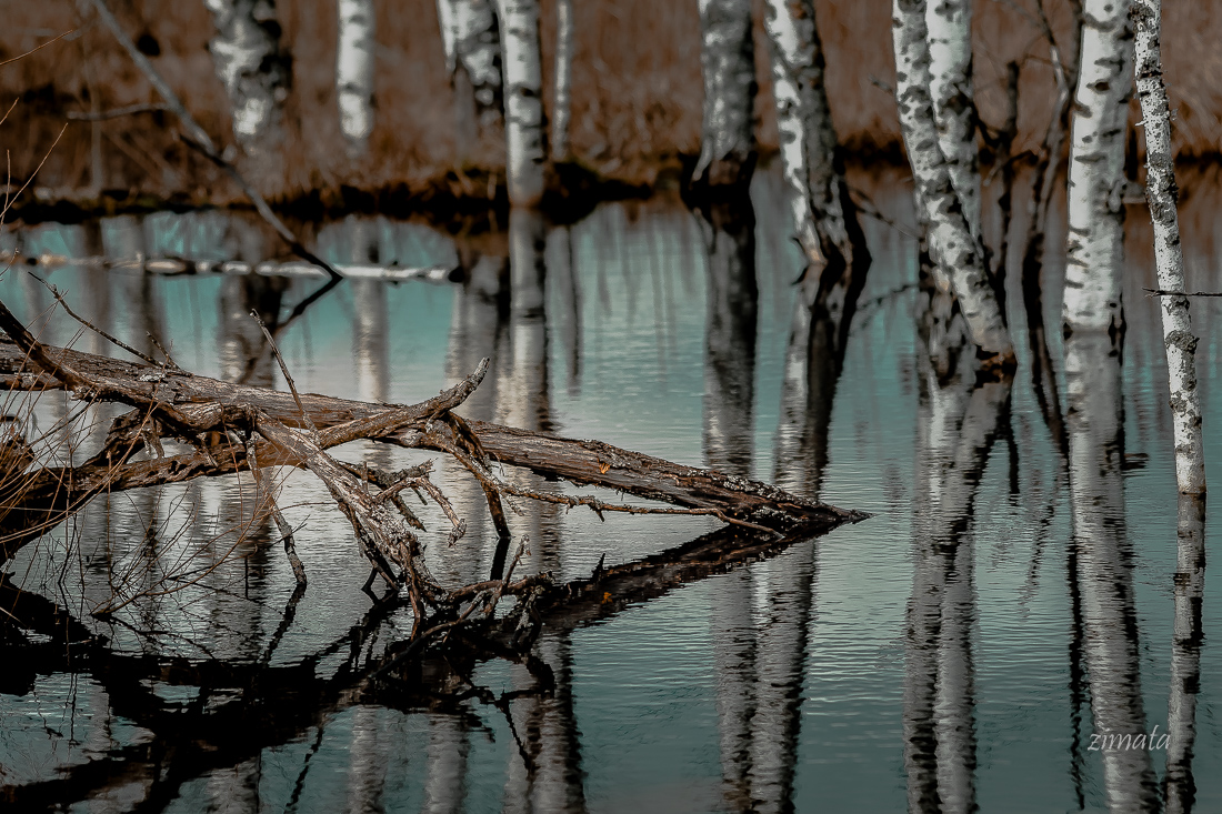 пока нет листвы