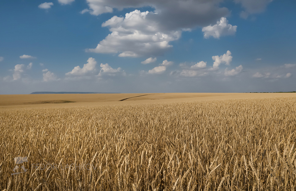 Простор полей