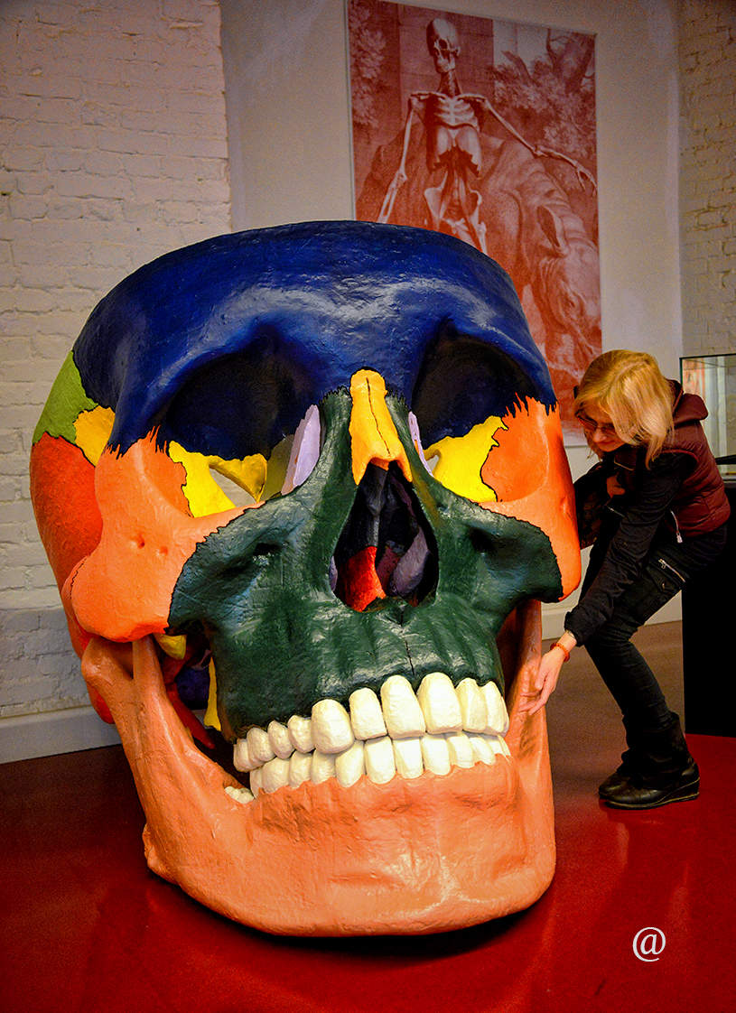 О, бедный Йорик! Я знал его, Горацио!