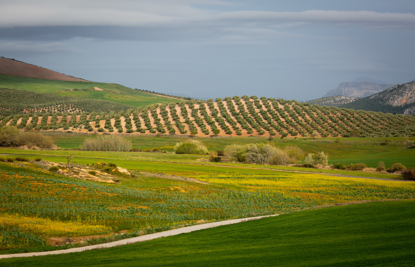 Зелёные холмы