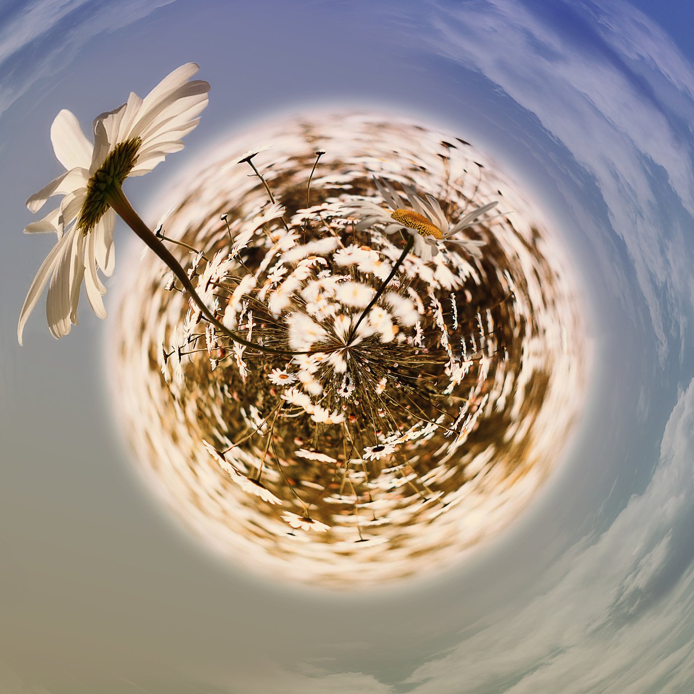 Ромашковая планета..Чтобы жить, нужно солнце, свобода и маленький цветок. Х.К. Андерсен