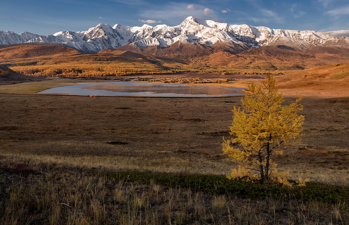 "Рыжая лисичка"