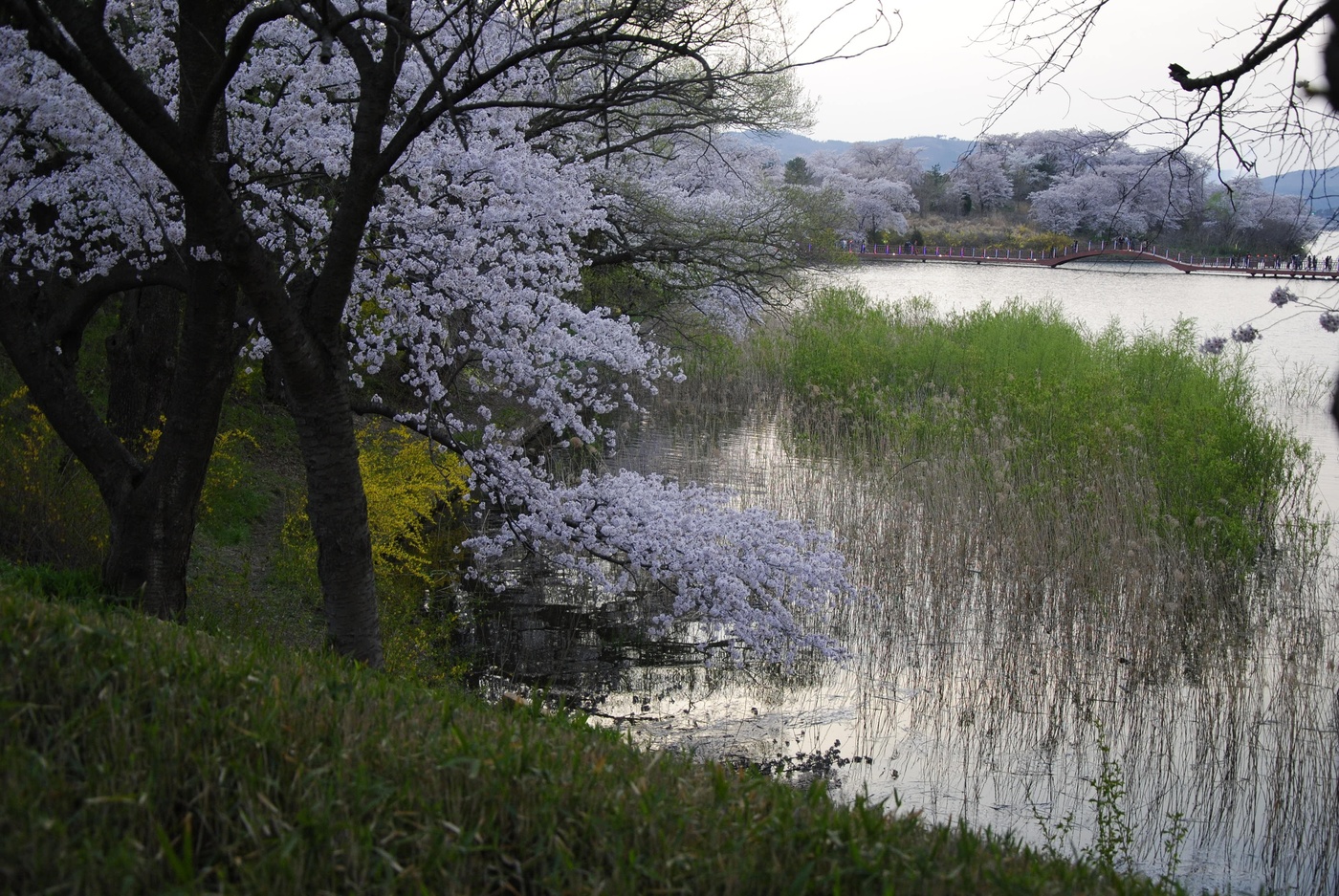 Вокруг всё в бело-розовом снегу!