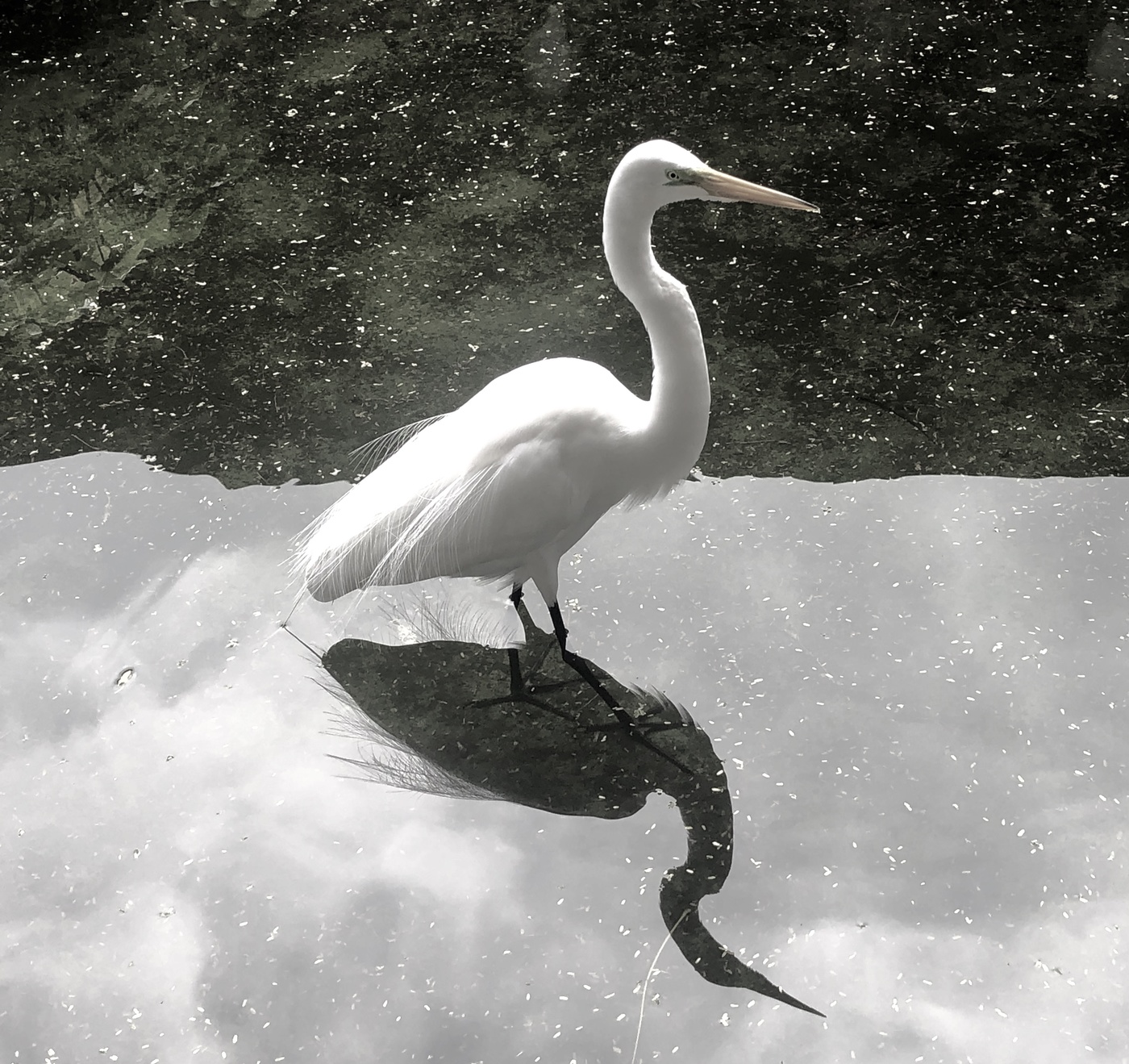 Белая цапля