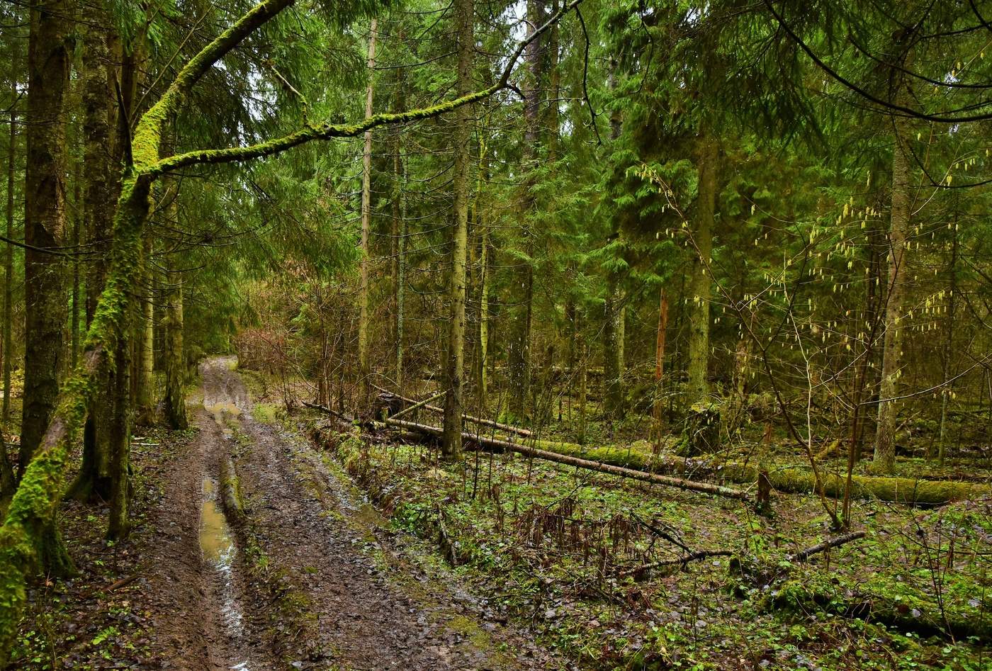 Дорогу развезло ...