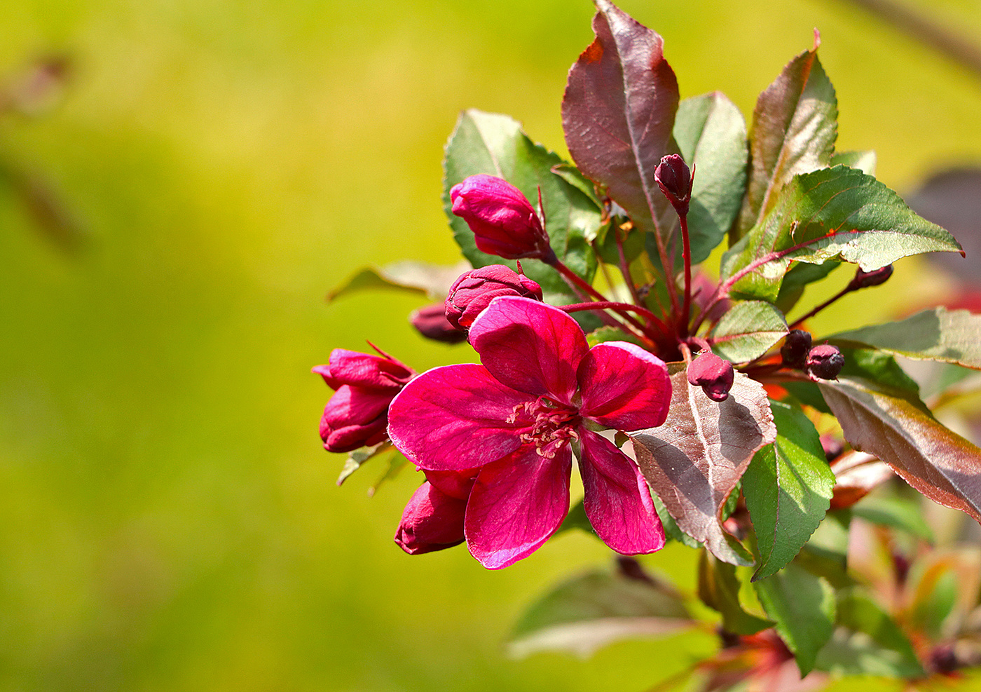 Весной в японском саду