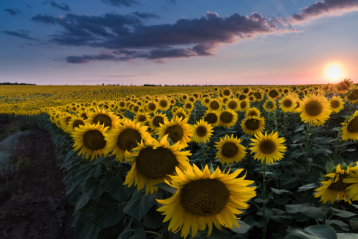 Мёд и масло