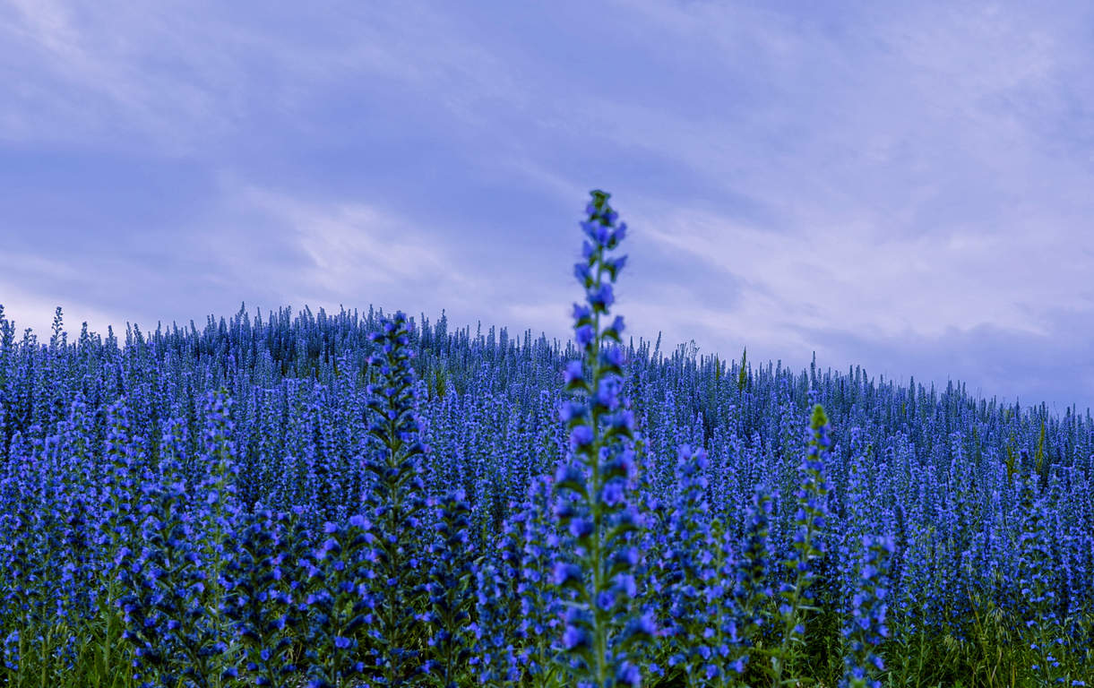 Расплескалась синева...