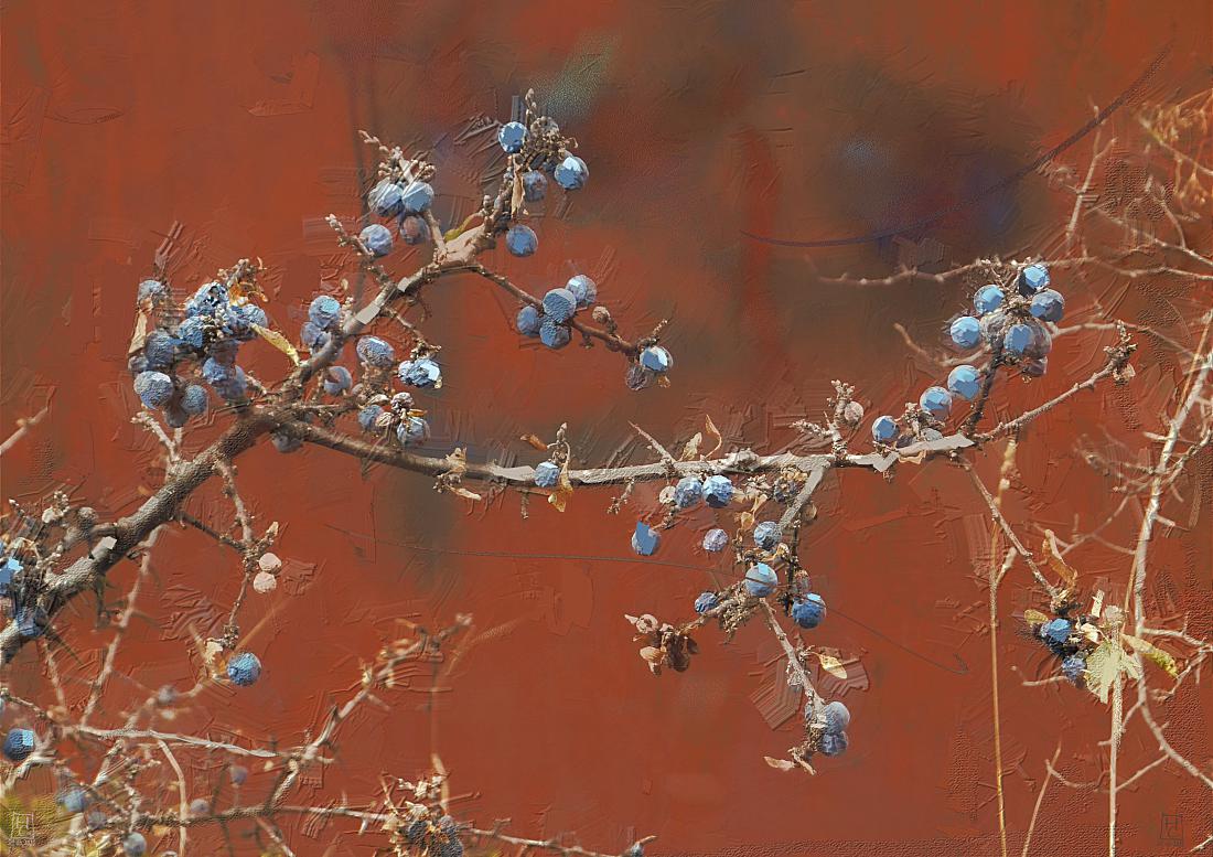 терновник у красного забора