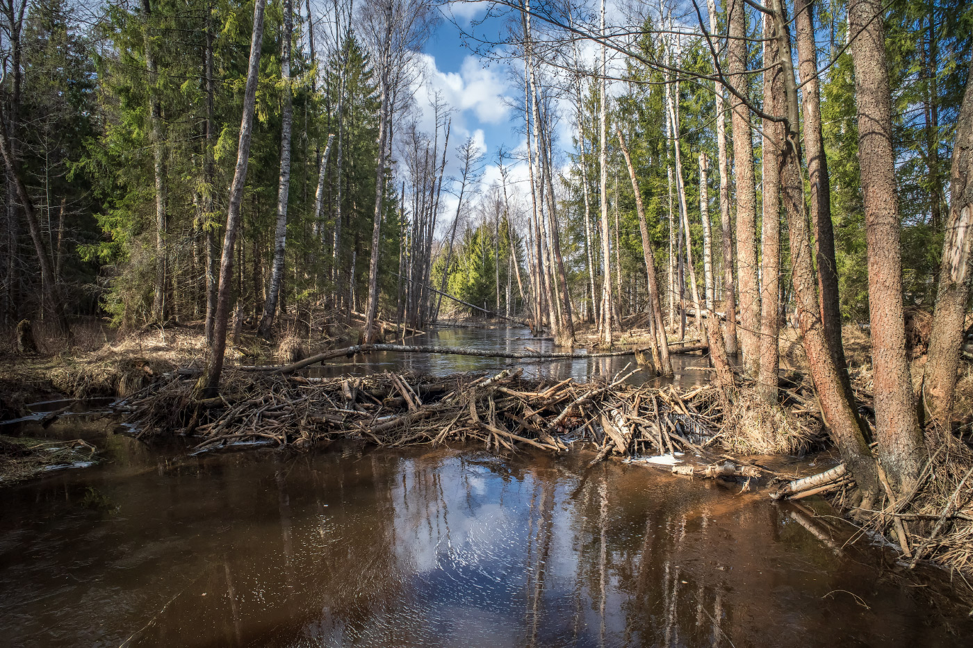 лесные протоки