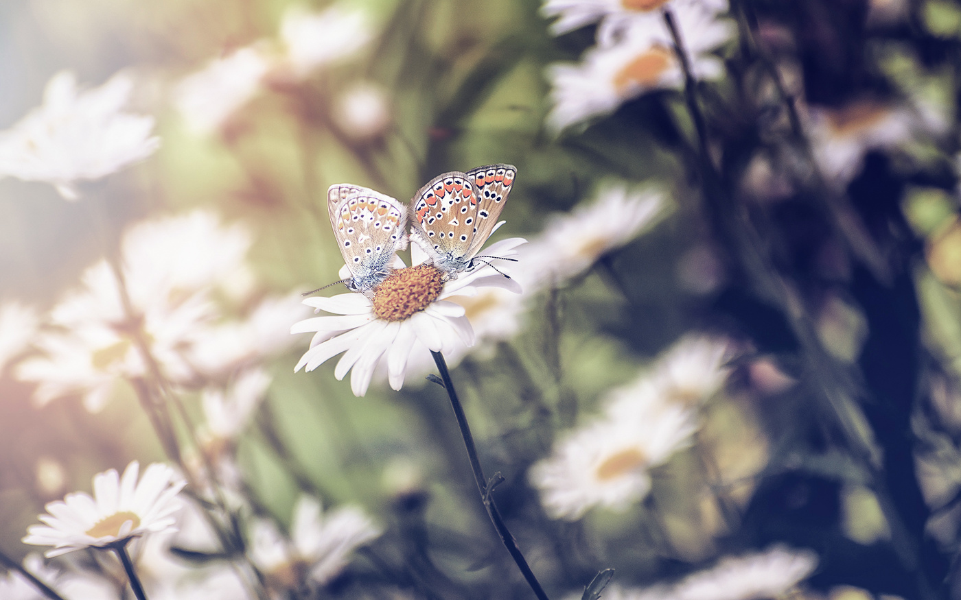 Бабочки колечки..