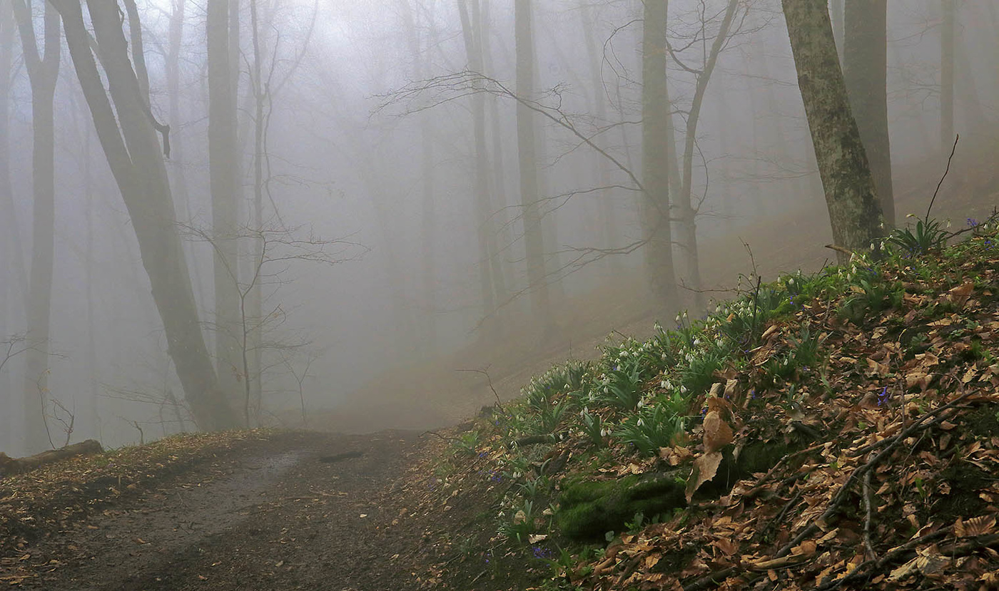 Весений крымский лес