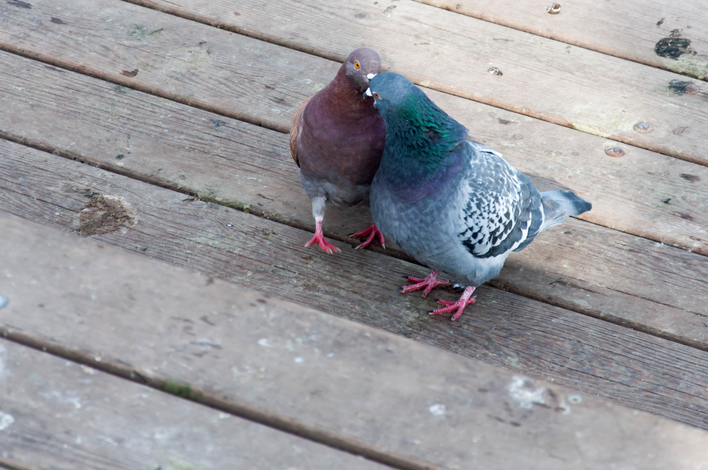 Любовь и голуби!