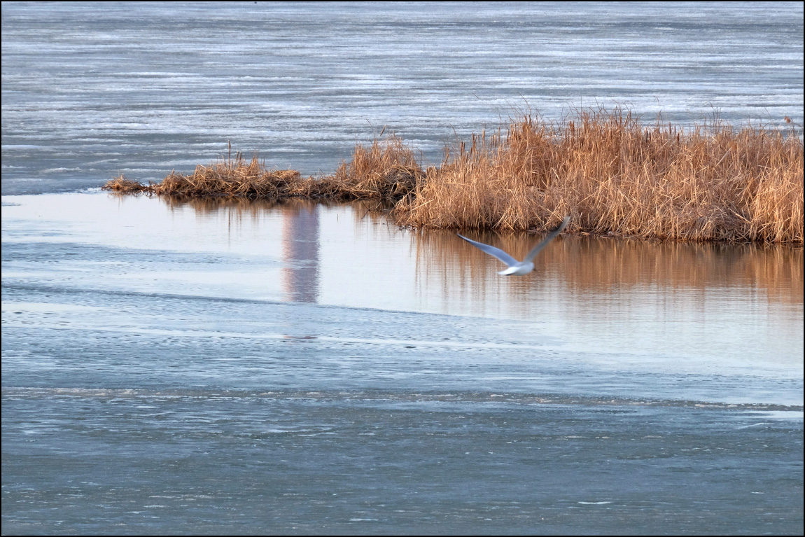 подарю тебе