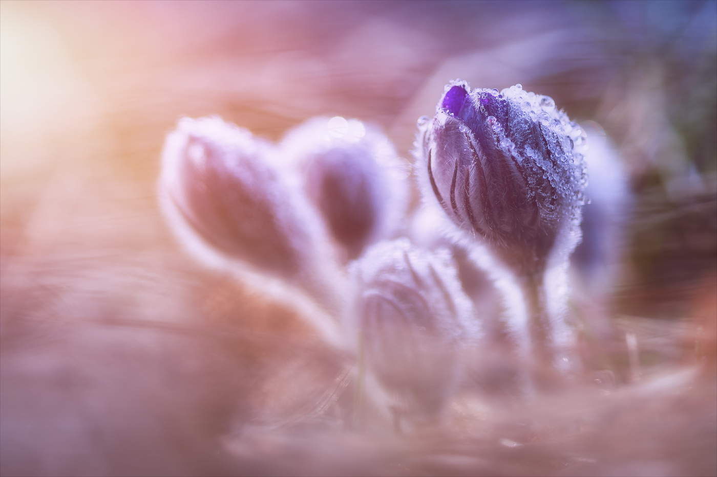 Весенние сны.