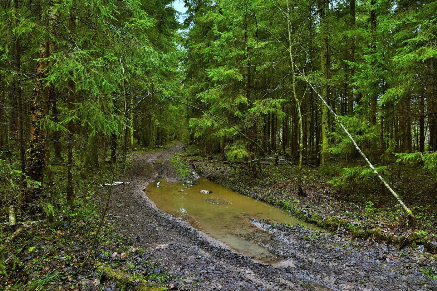 После дождя ...