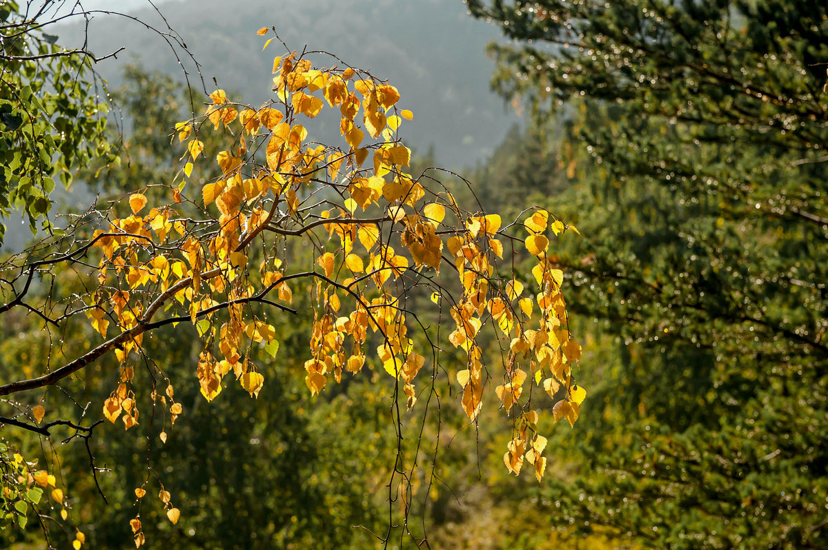 Уж ближе к осени...