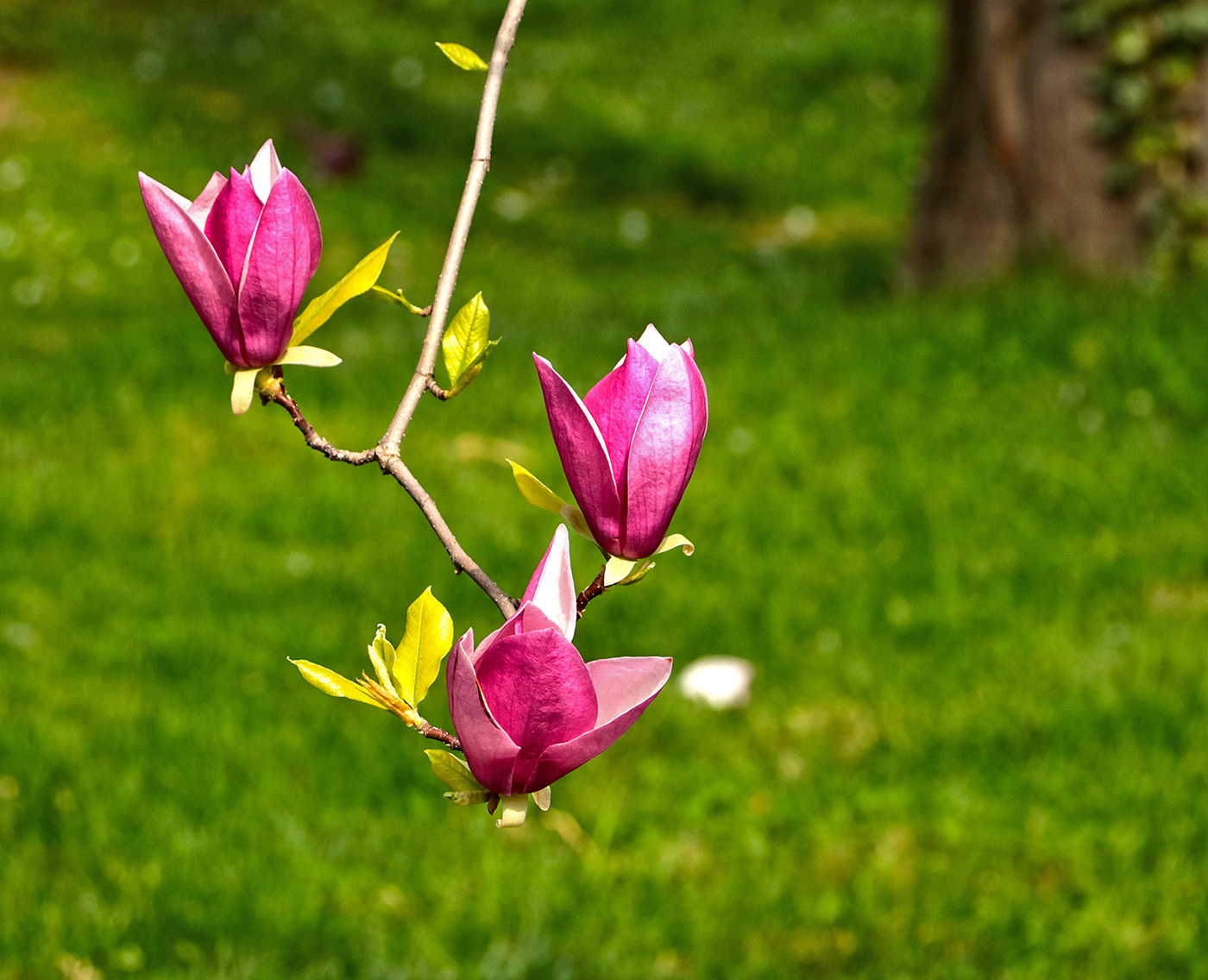 Магнолия цветет