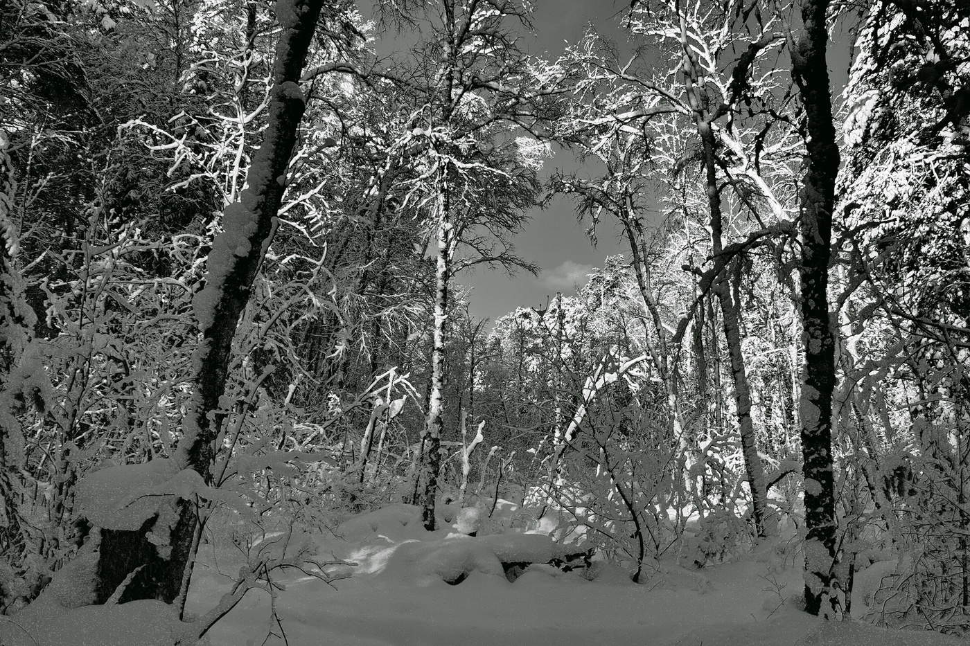 Лесная чаща.