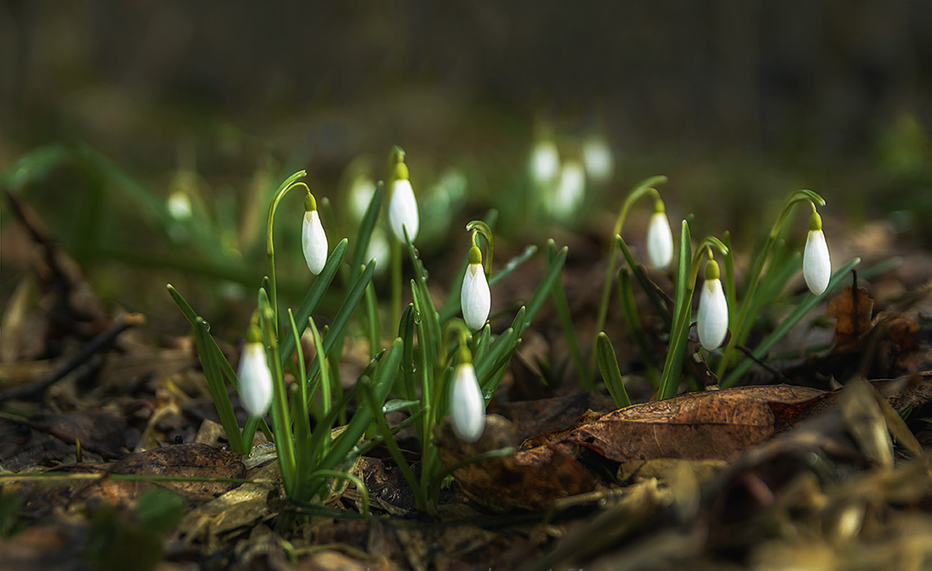 Весна шагает по стране.