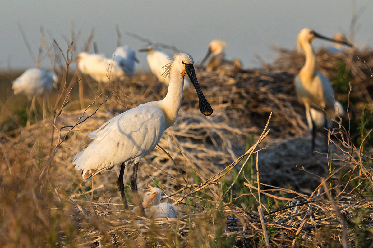 Колпица у гнезда