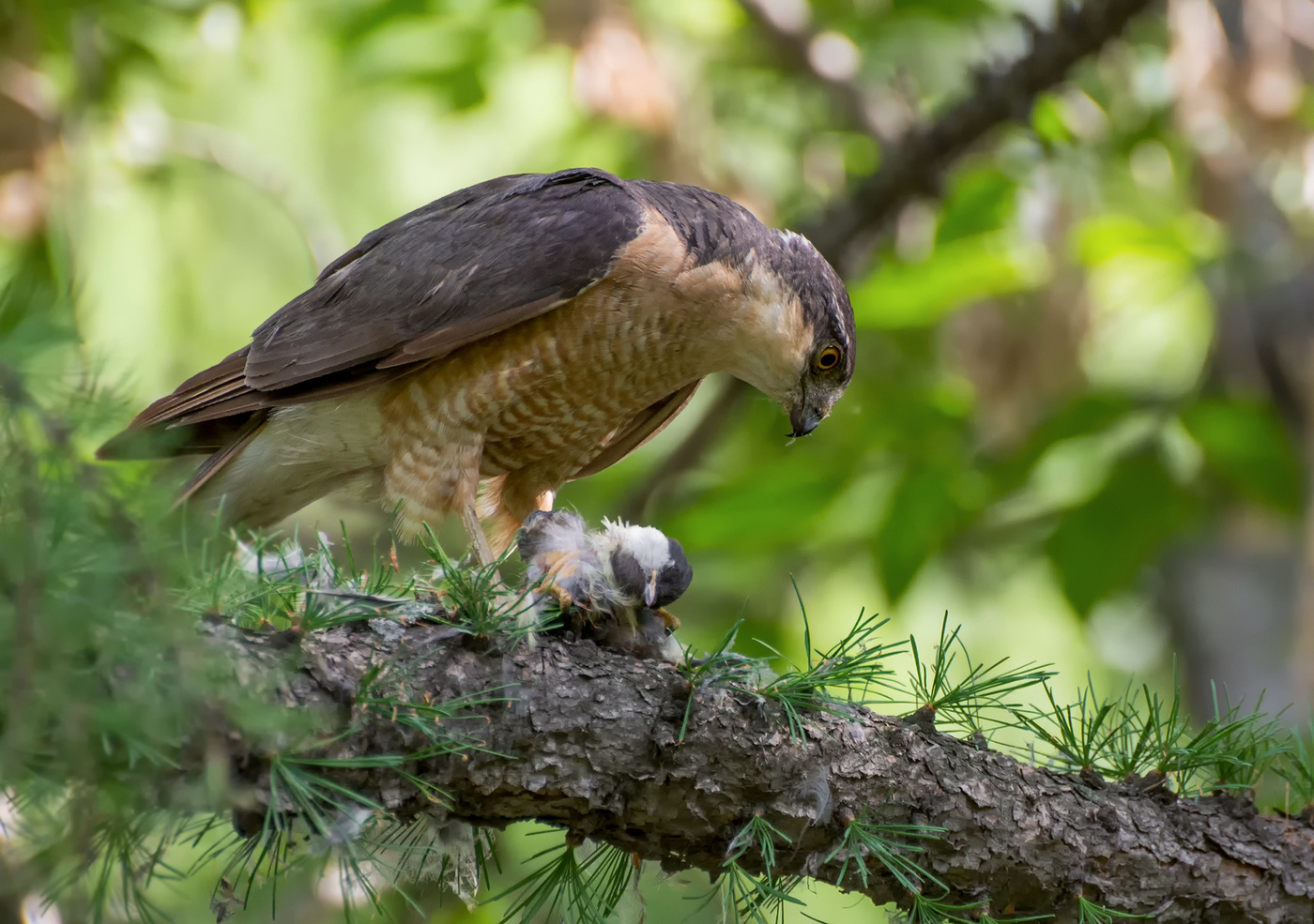 добыча для птенцов..