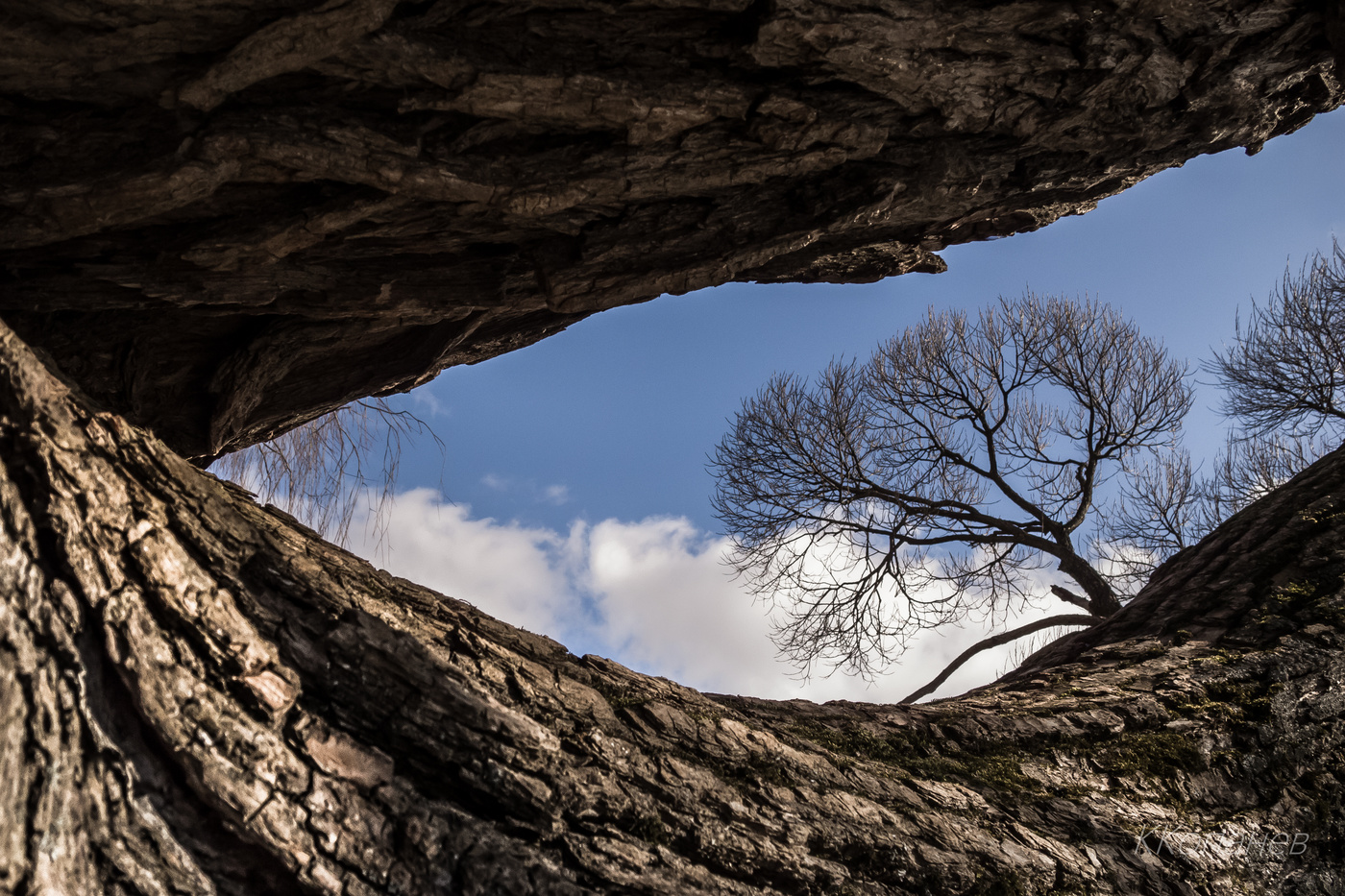 Старенькая ива