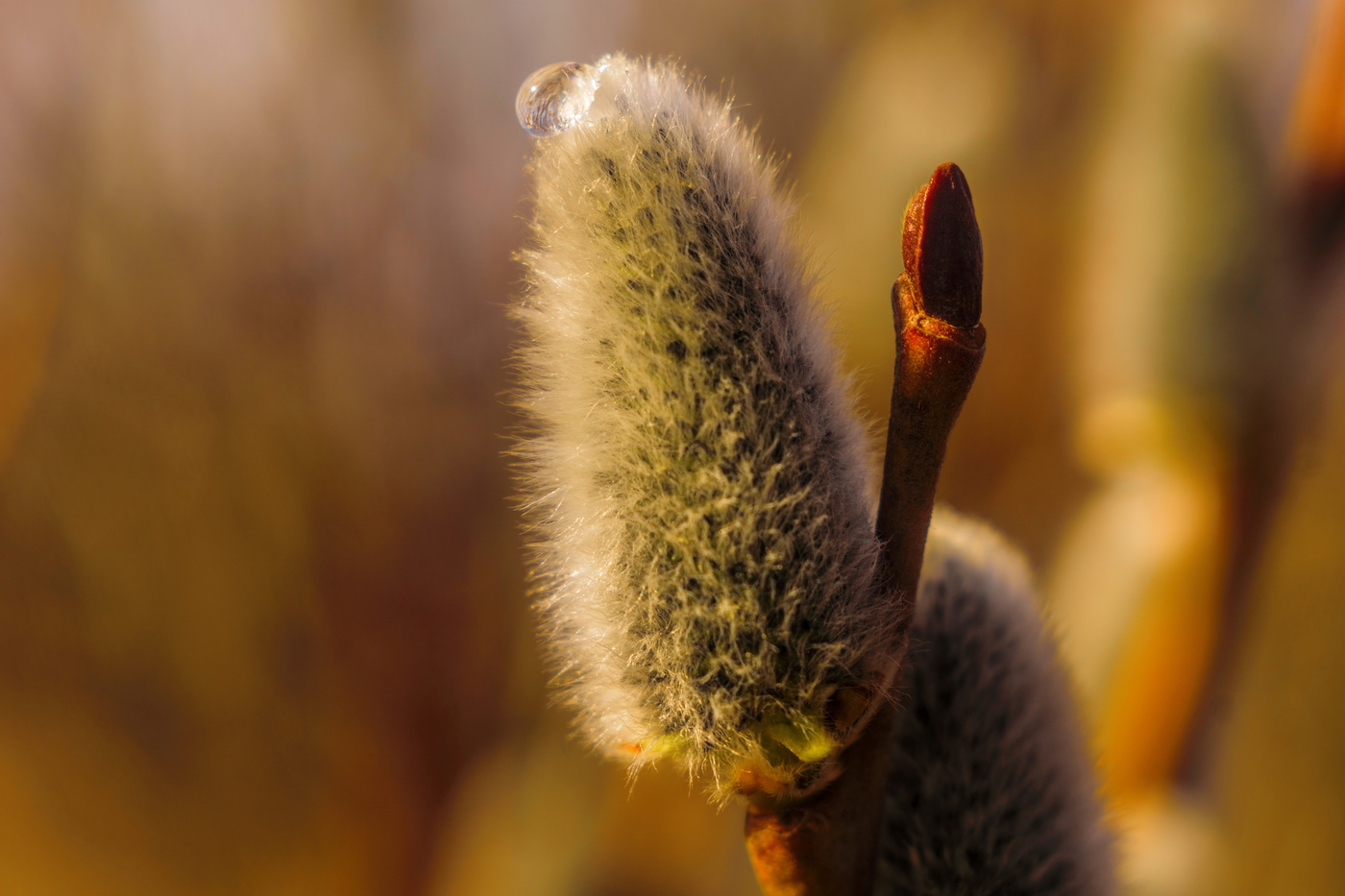 Новая жизнь.