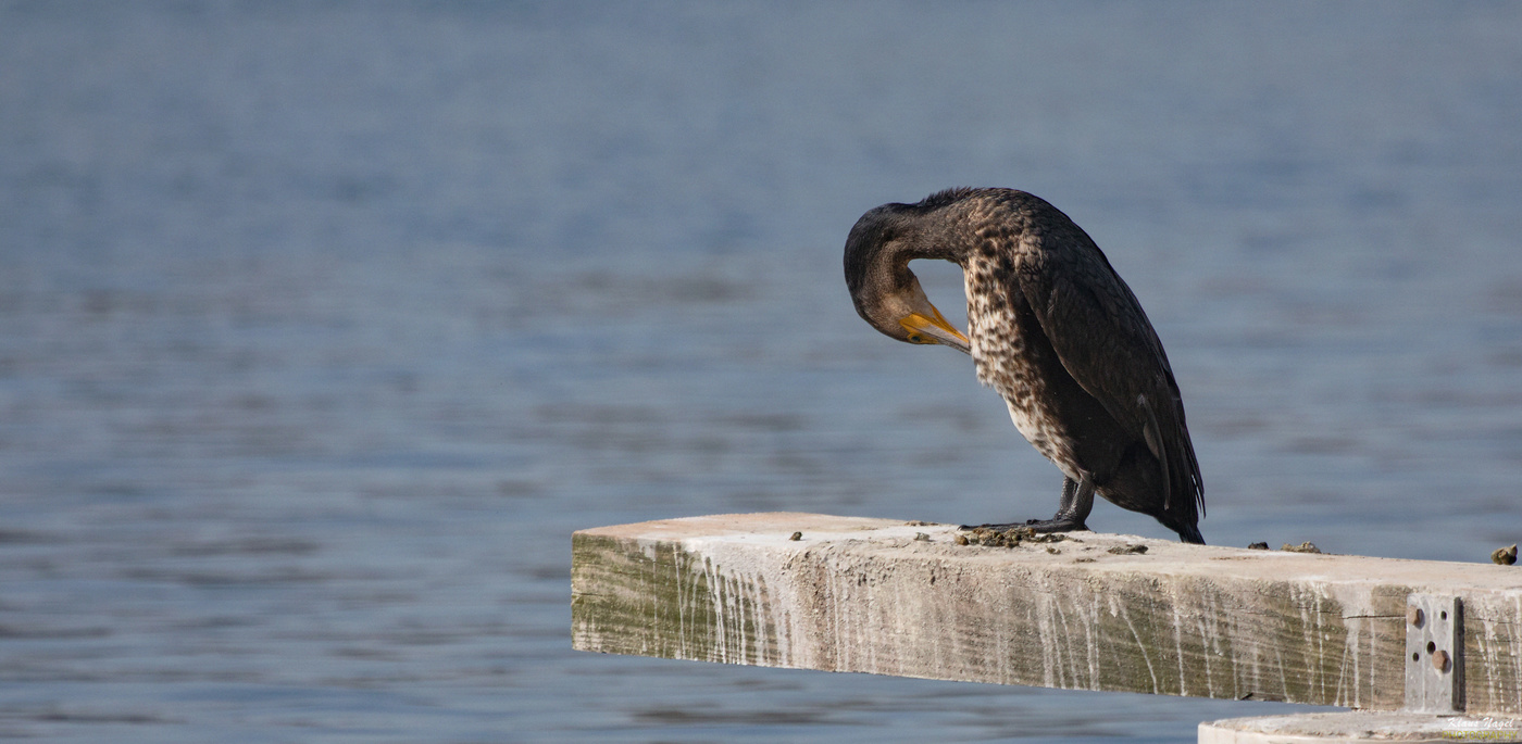 The cormorant