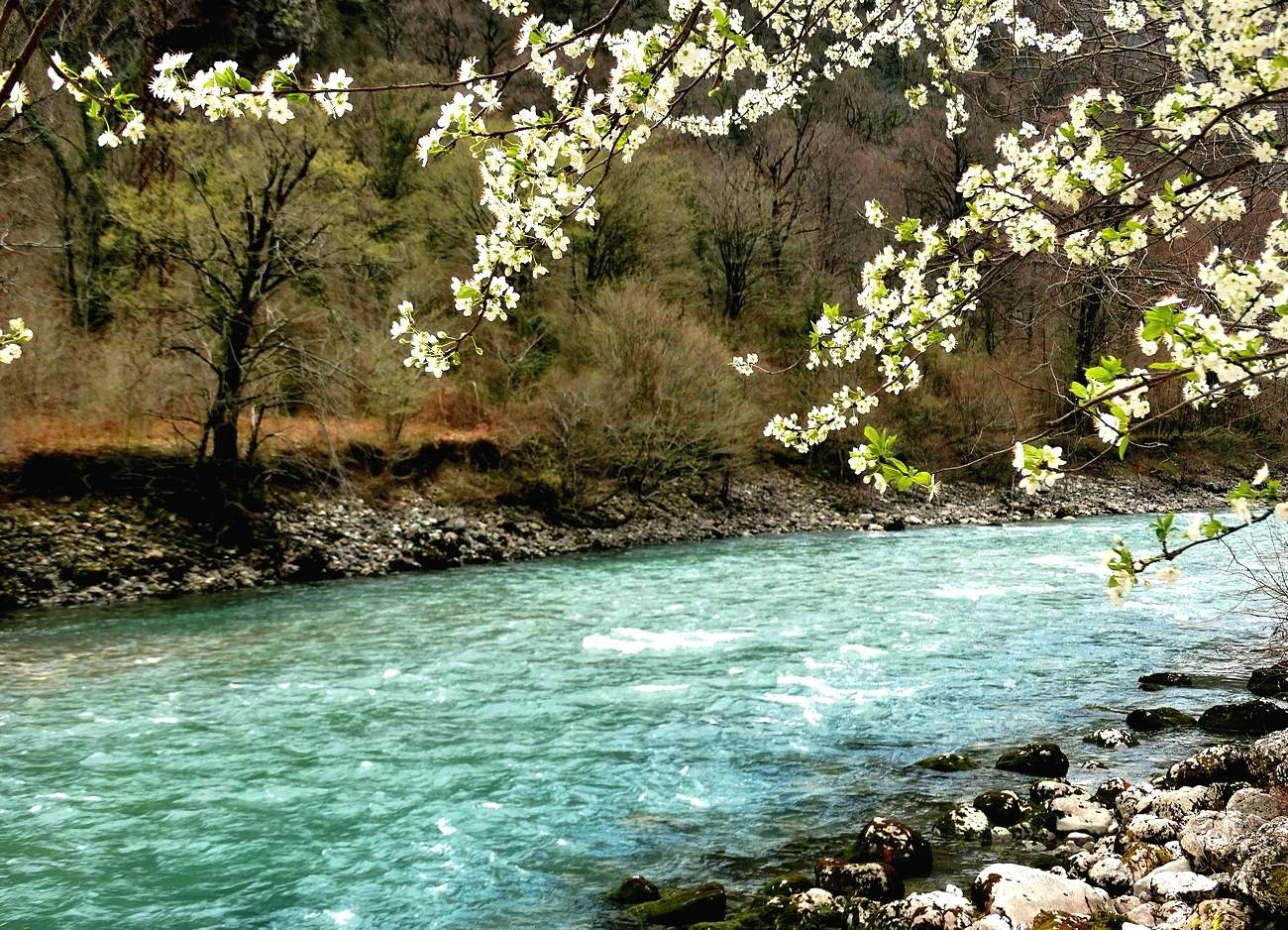 На берегах Бзыби в Абхазии зацвела вишня
