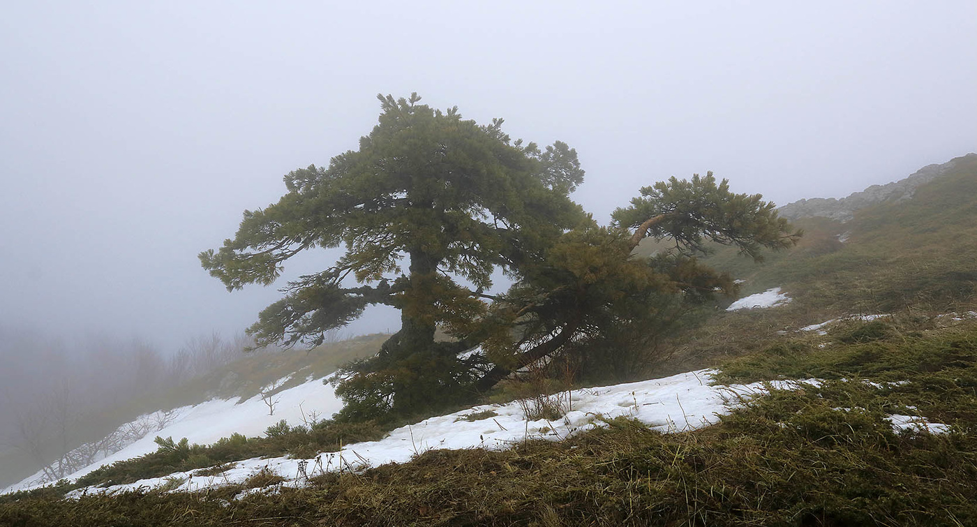 Туманная сосна