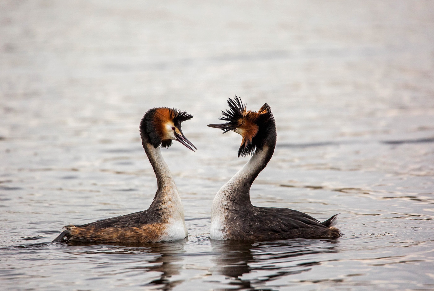 Брачные танцы