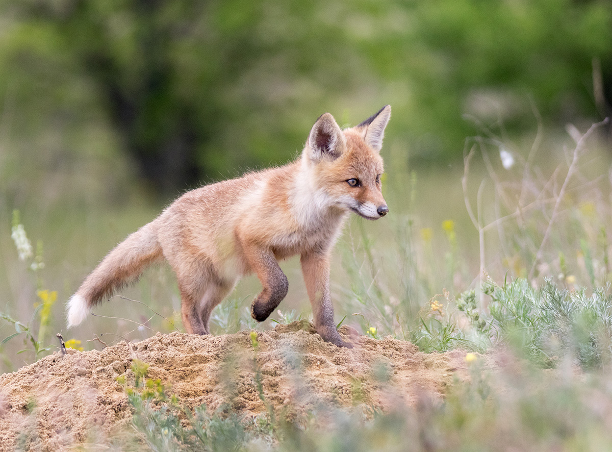 Охота на бабочку